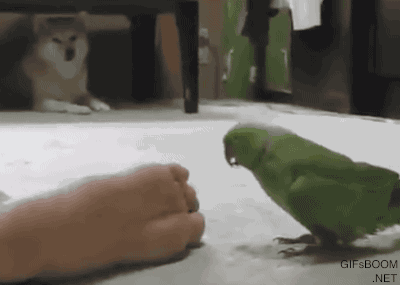 Funny animal gifs - part 216 (10 gifs) | Amazing Creatures