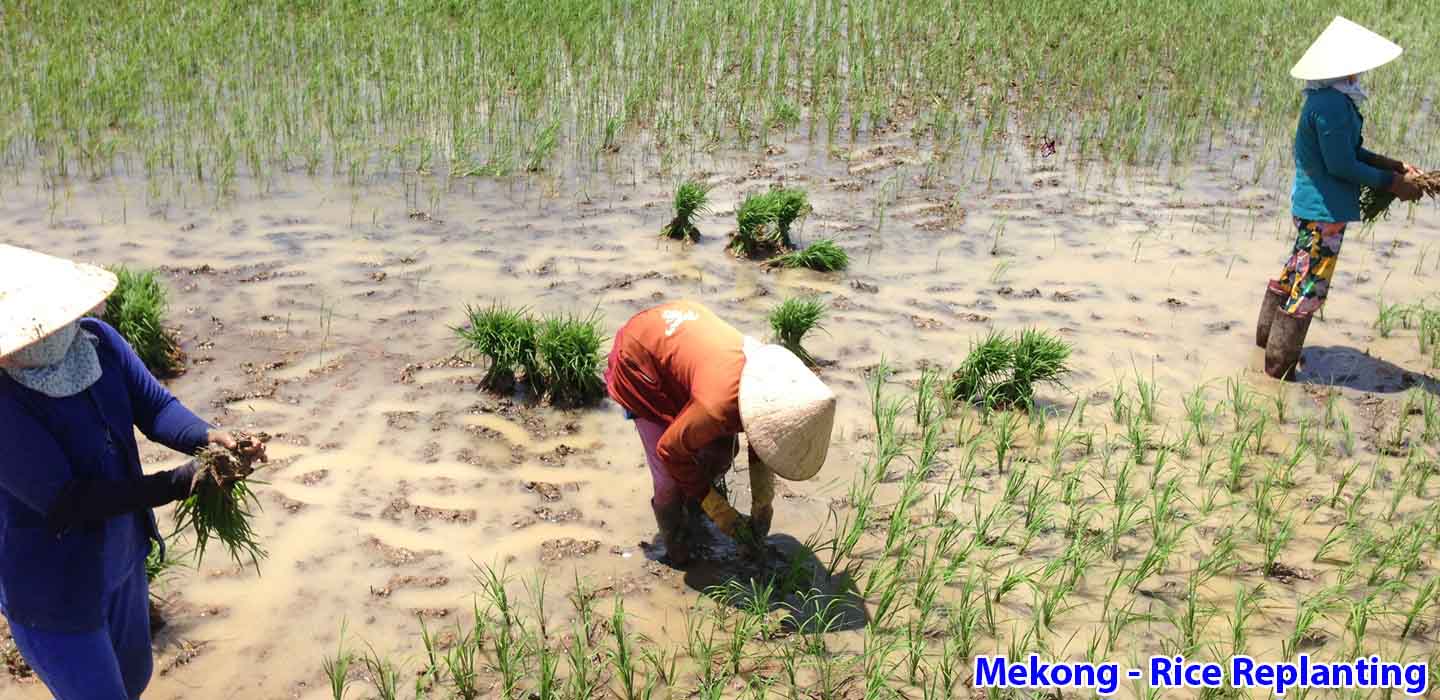 real-mekong-delta-tour-Mekong-rice-Replanting