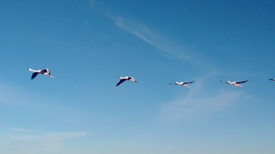 flamingos taking flight in the clear skies