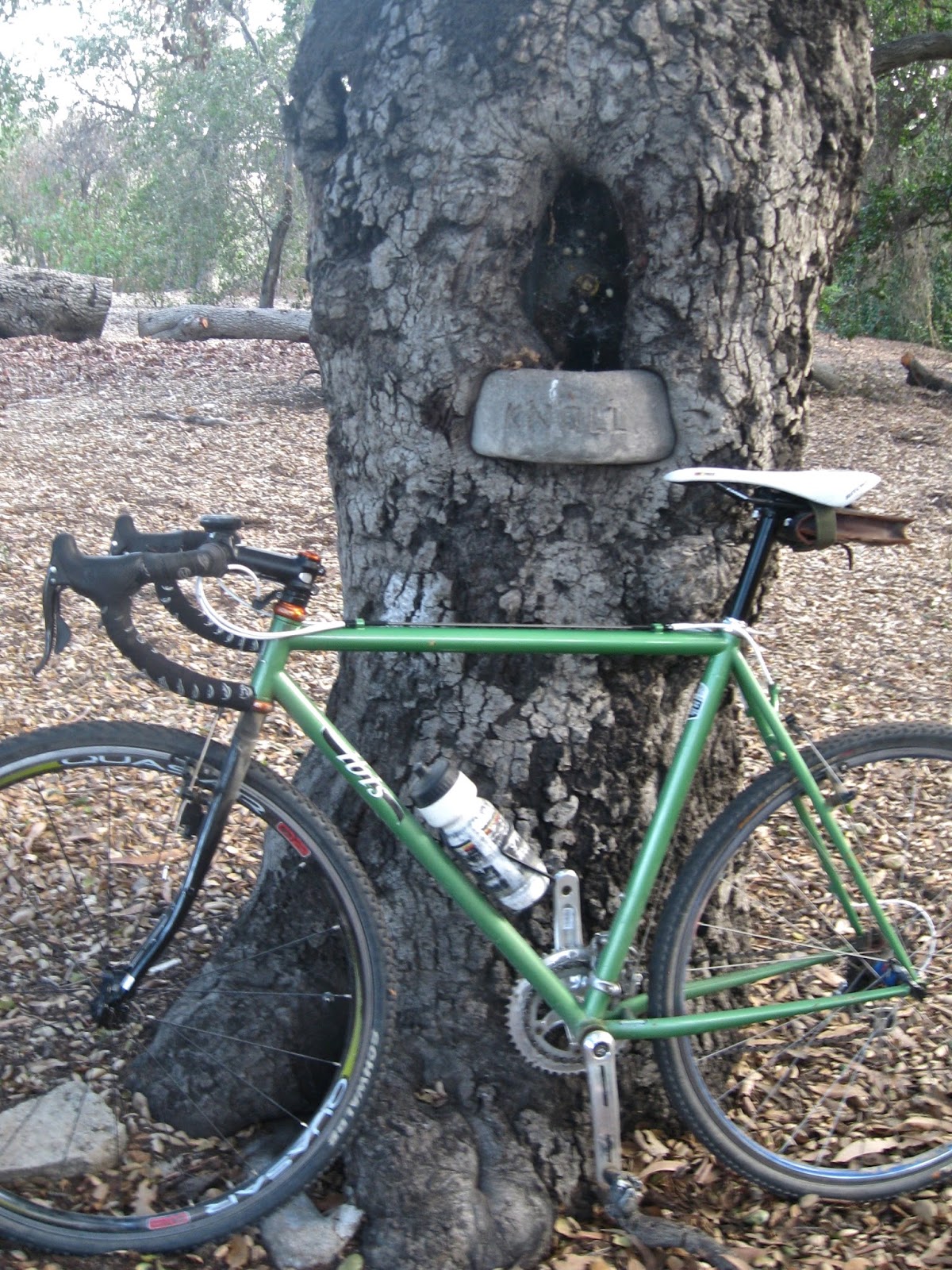 Cycling Claremont The Knoll Tree