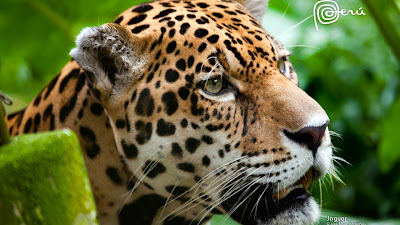 Wallpaper HD Jaguar the big cat
