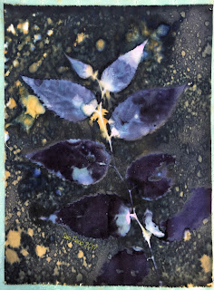 Wet Cyanotype_Sue Reno_Image 158