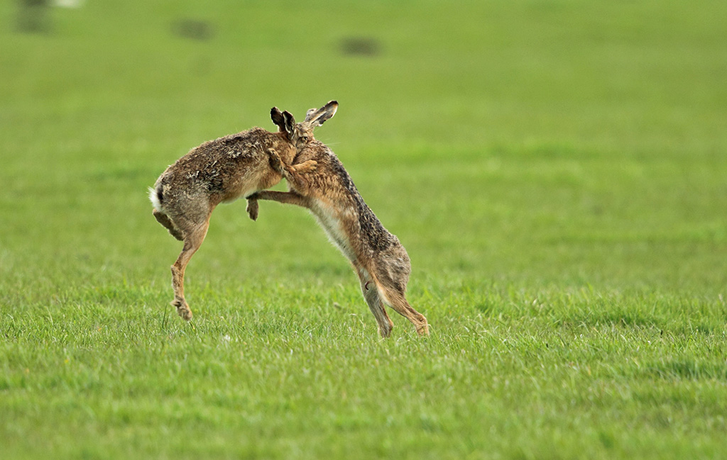 Martin Jump Wildlife Photographer BROWN HARES BOXING.