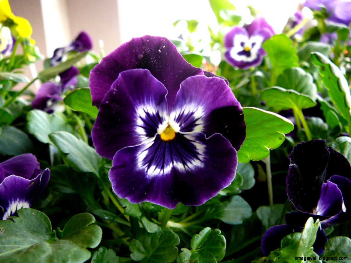 Gorgeous Pansy Flowers Wallpapers