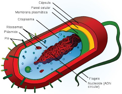 CELULA PROCARIOTA SEÑALANDO SUS PARTES Ilustración de la Célula Procariota indicando partes