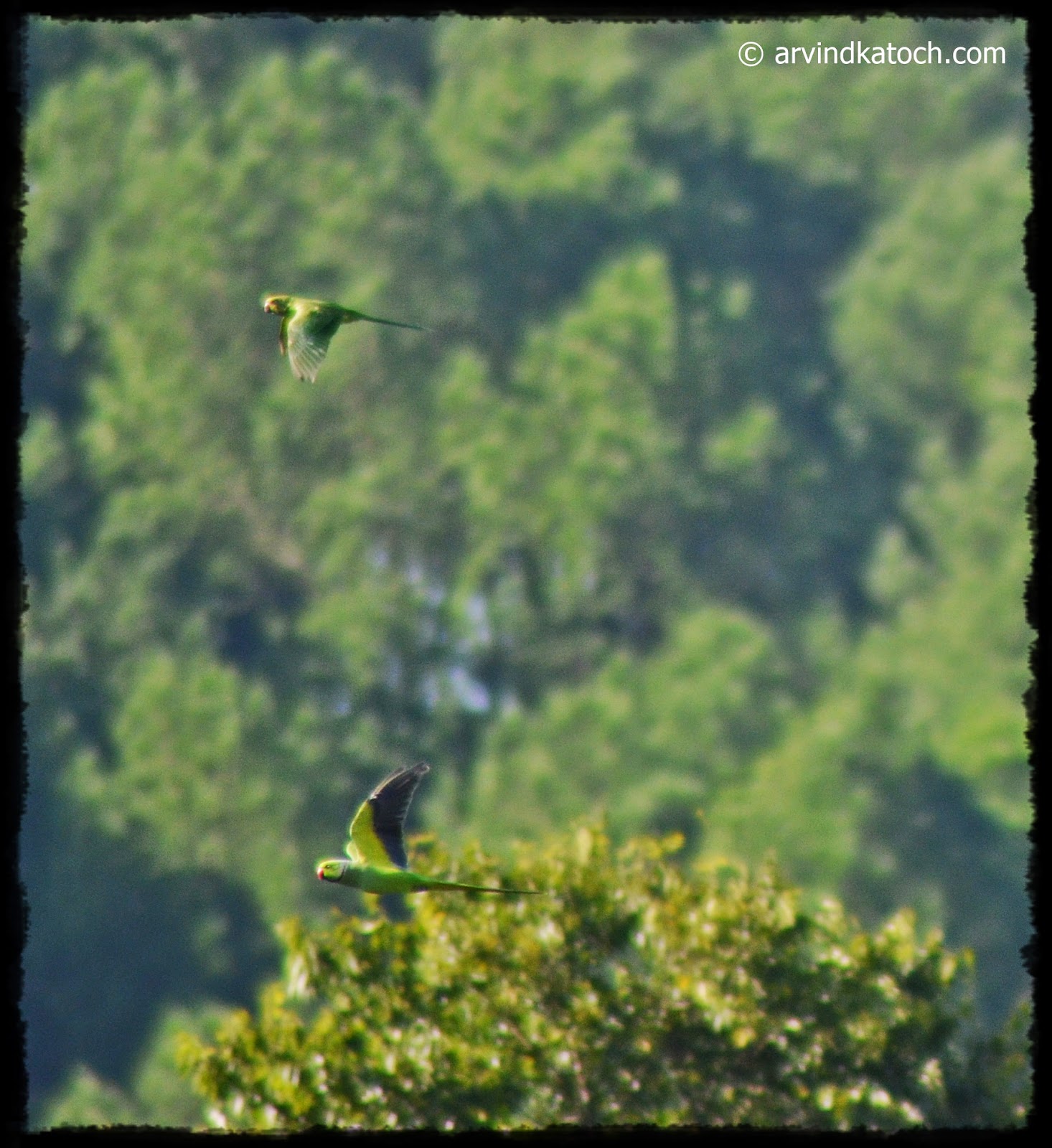 Parrots, Flight, Flying Parrots, 