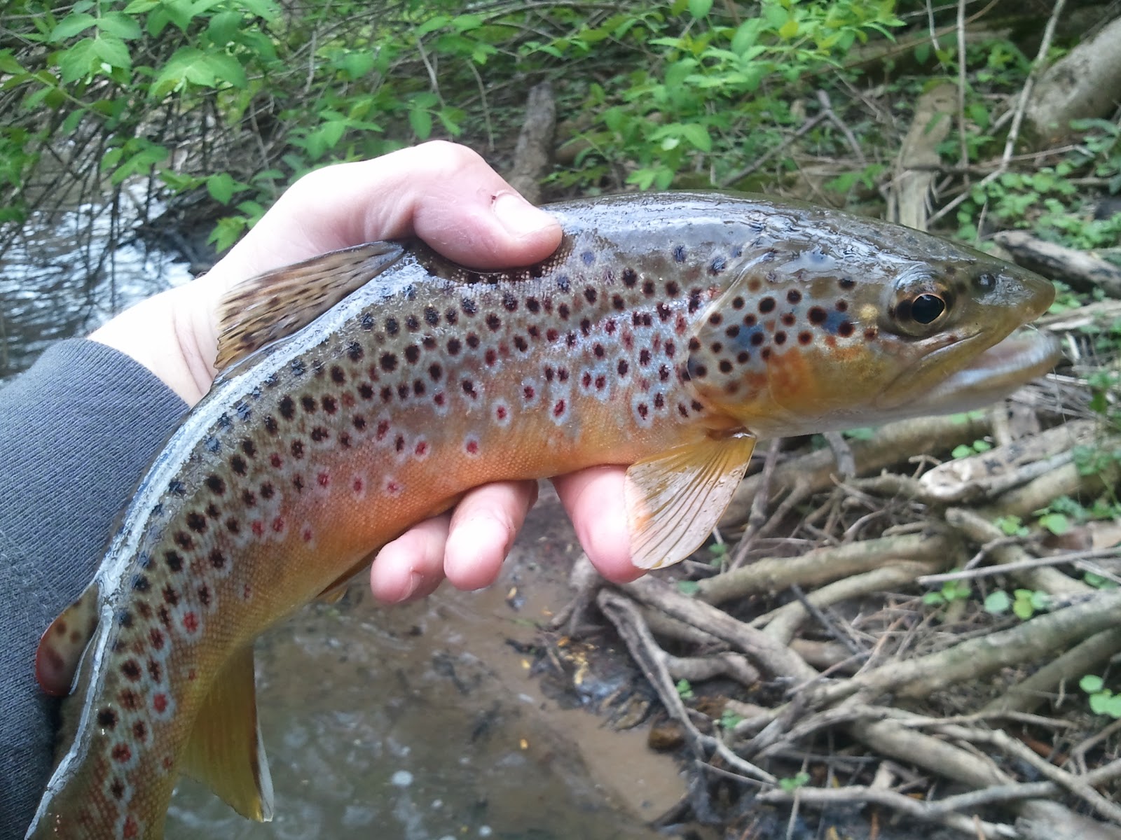 Central Pa Trout Bum Farewell Pennsylvania!!!!!!