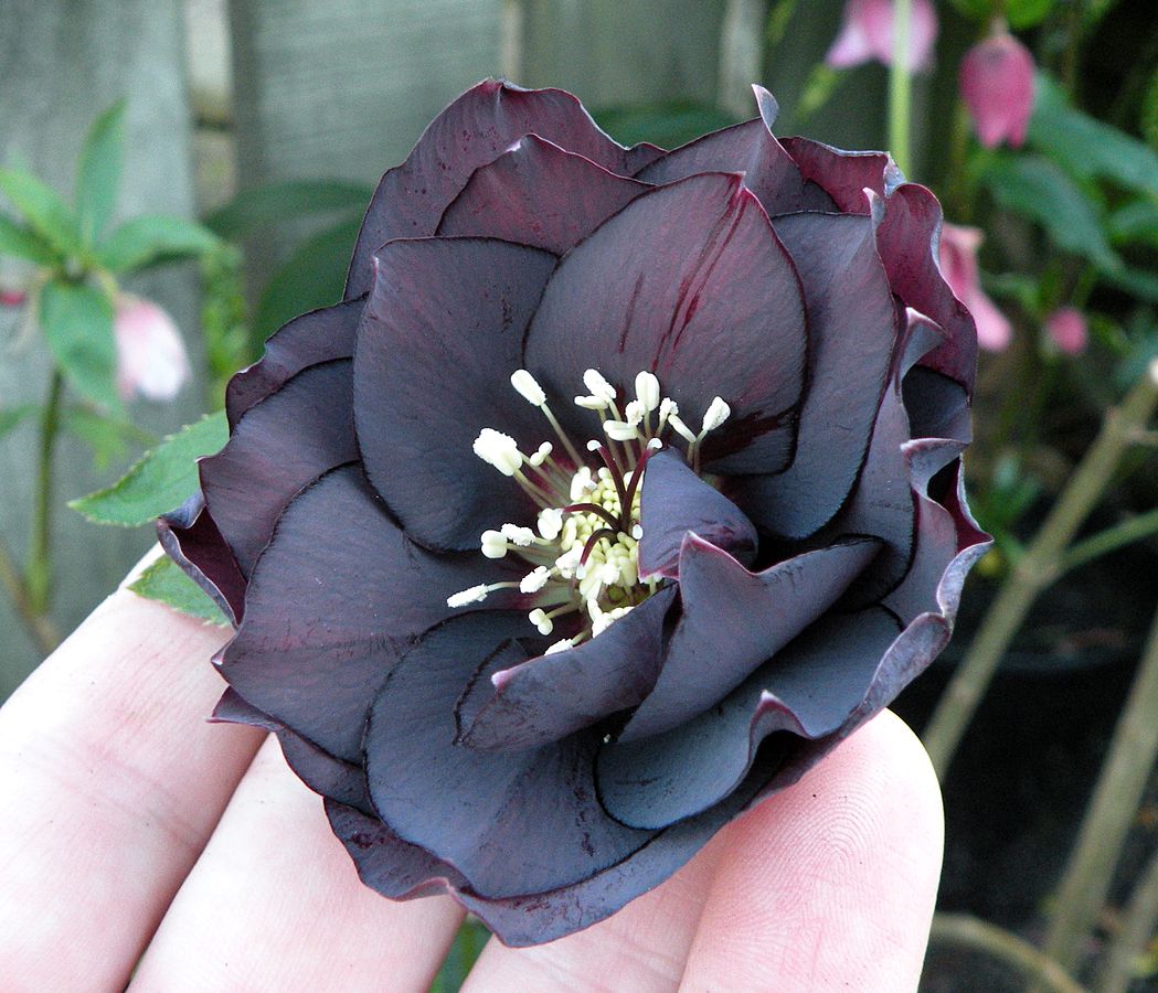 THE BLACK HELLEBORE The Garden of Eaden
