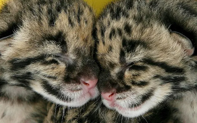 Twee knuffelende katten