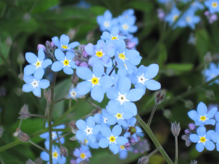 Forget-Me-Nots From England