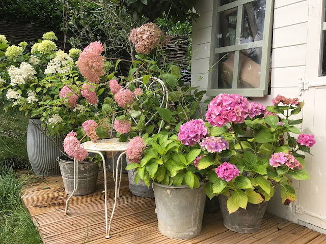 Garden My Top Tips For Growing And Drying Hydrangeas Even In