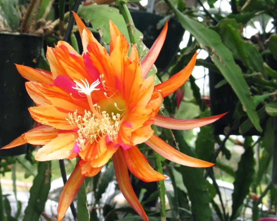 Blok888 Top 10 Most Exotic Flowers in the world 2