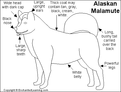 Các bệnh thường gặp ở chó alaska