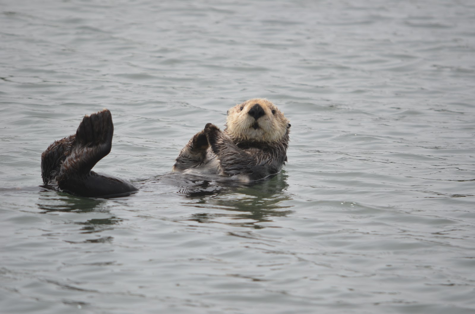 Tough is not enough Elkhorn Slough Safari Marine Mammals Tough is not enough Elkhorn Slough Safari Marine Mammals