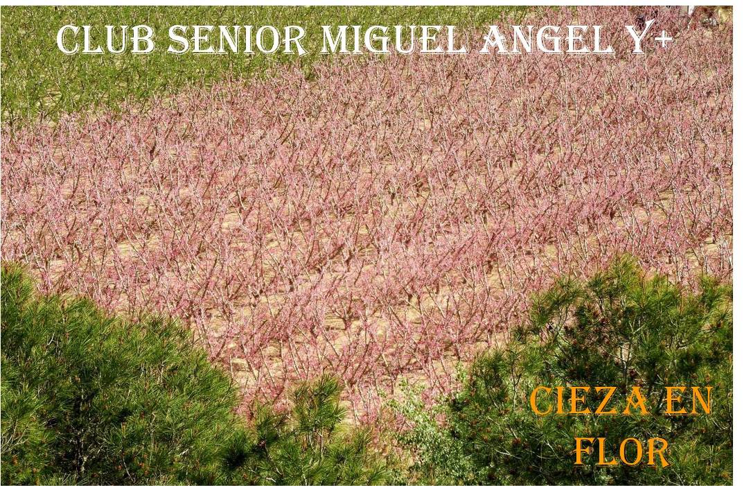 RUTA A-23-CIEZA EN FLOR-CLUB SENIOR MIGUEL ANGEL