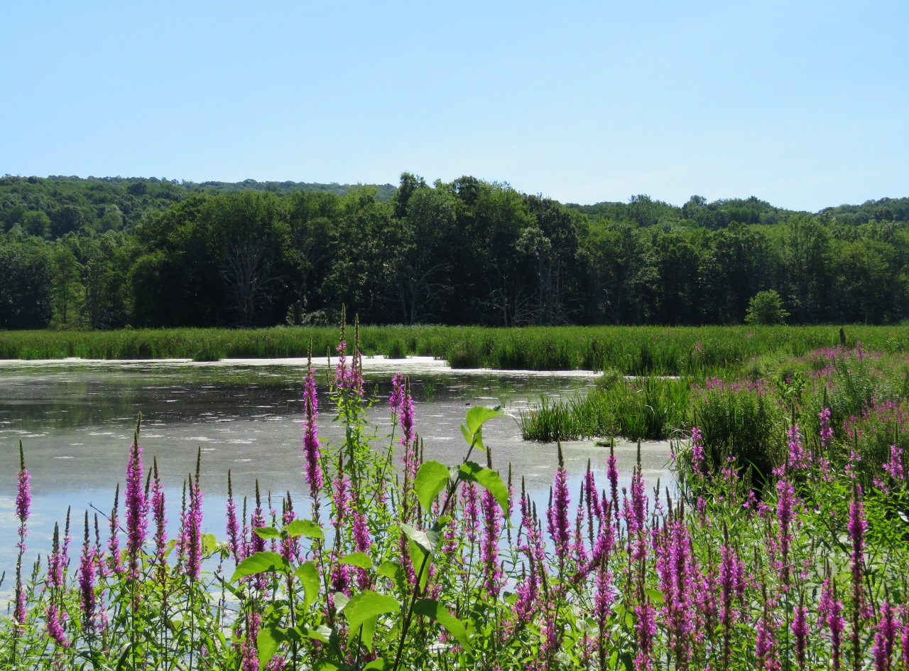 Gone Hikin' Wallkill River National Wildlife Refuge, NJ Timberdoodle