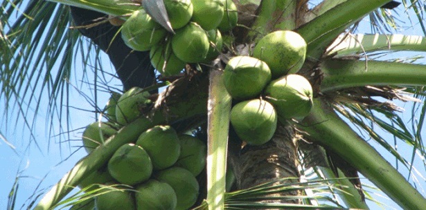 Teks Laporan Observasi Kelapa