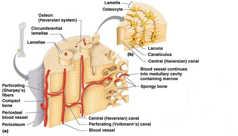 37+ 5 soal dan jawaban pilihan ganda tentag translasi protein information