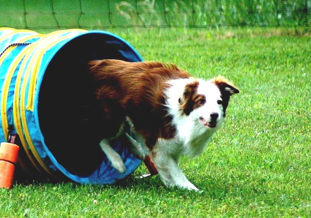 Canine Performance Events Cpe Dog Agility Canine Performance Events Cpe Dog Agility