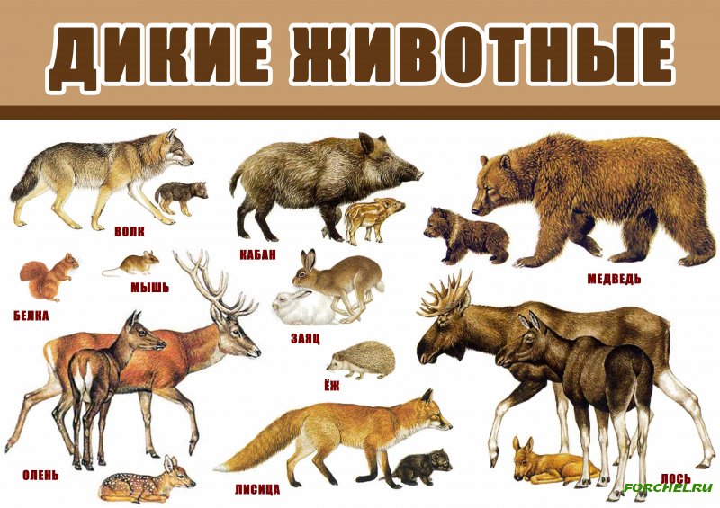 Блог учителя-дефектолога Семитко Юлии Николаевны: Дикие животные и их ...