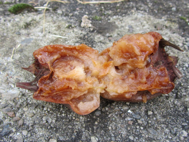 Polpa Nespolo Comune