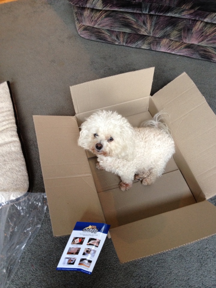 bichonpawz Wash N Zip Pet Bed Review!