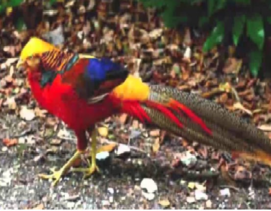 Lirik Burung Tantina