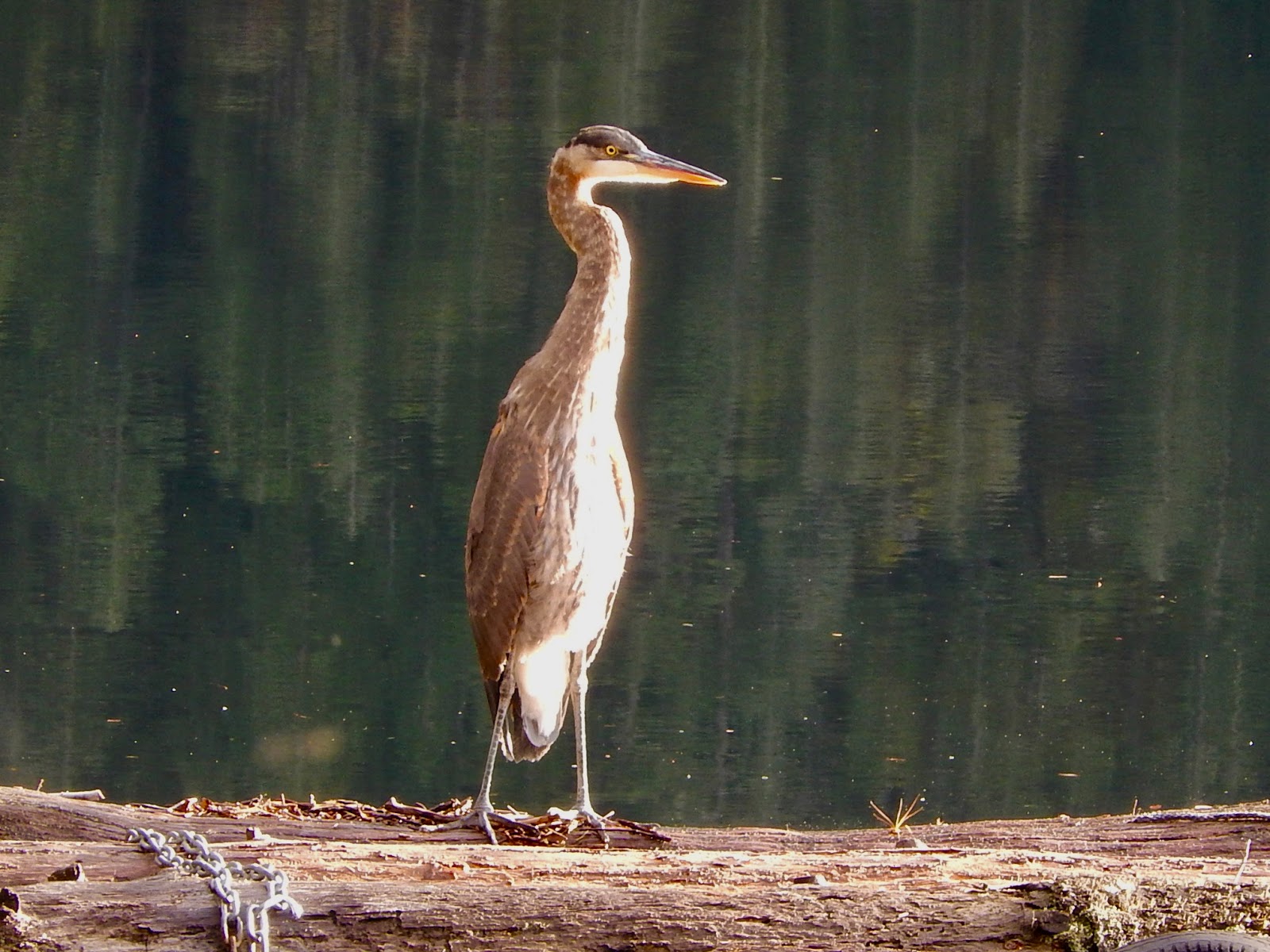Powell River Books Blog Coastal BC Birds Great Blue Heron