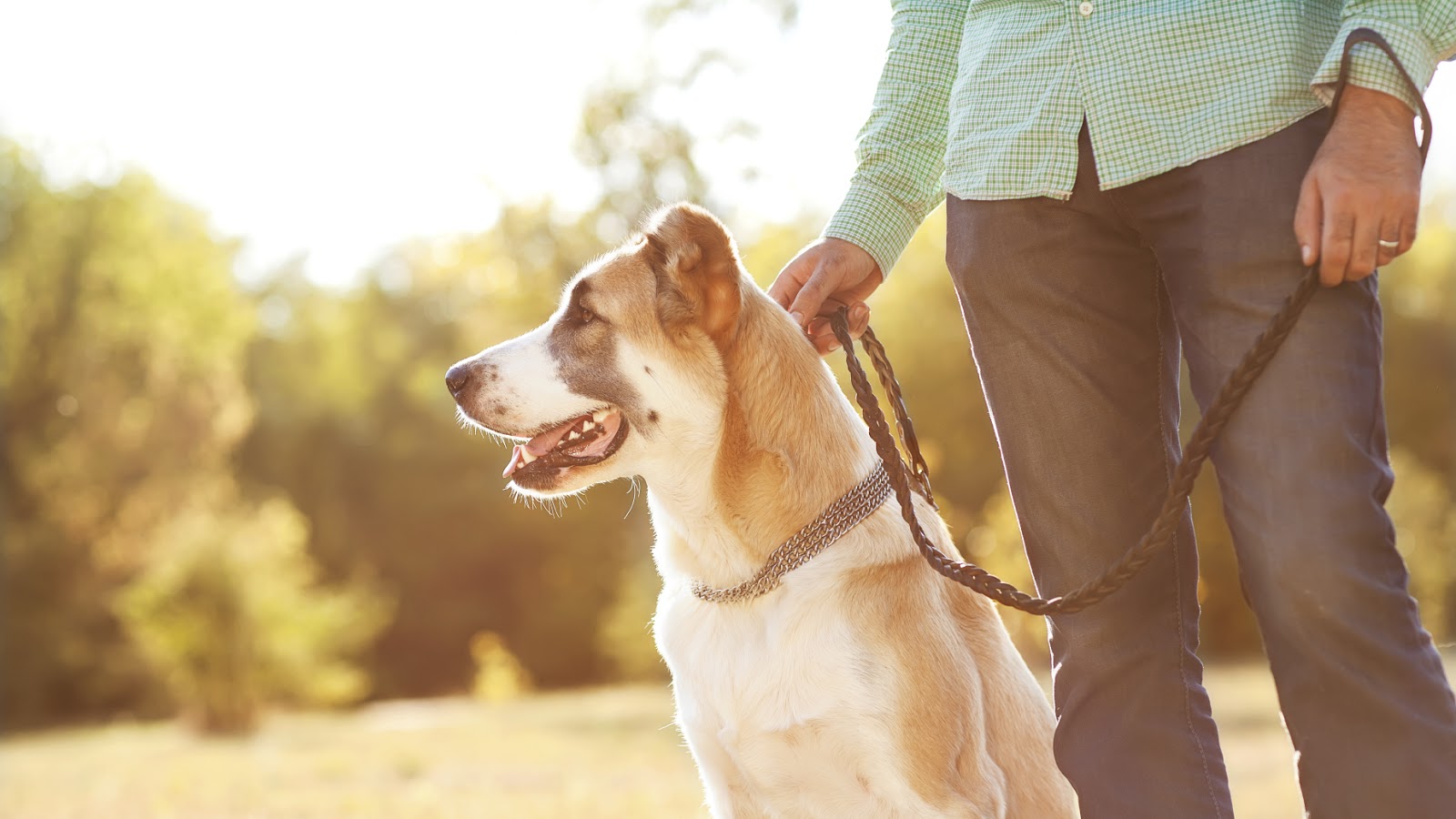 Berkeley Heights Animal Hospital Why It's Important to Walk Your Dog
