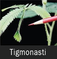 Gerak tigmonasti Gerak tigmonasti