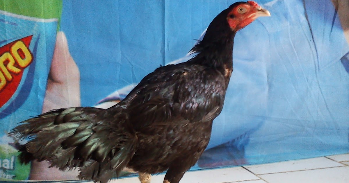 Gambar Ayam Ninja / Jual Ayam Pama Terdekat Harga Murah Grosir July