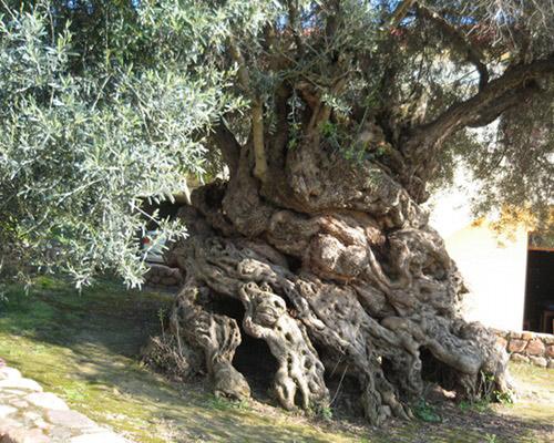 أقدم أشجار الزيتون في العالم أين توجد منتدى افريقيا سات