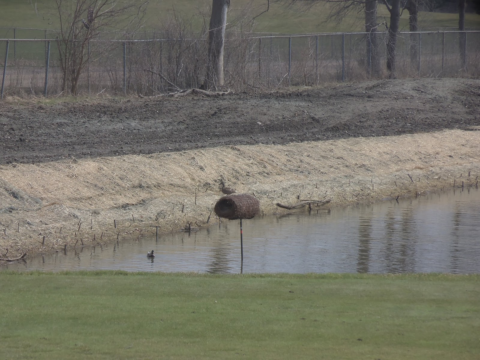 Tree Town Turf Guy: Duck Nesting Tubes (Revisited)