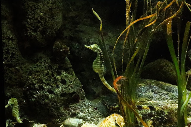 cineaqua-aquarium-paris-avis