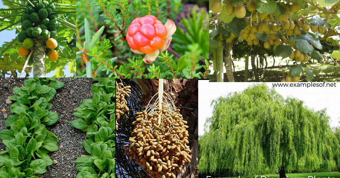 Example of Dioecious Plants