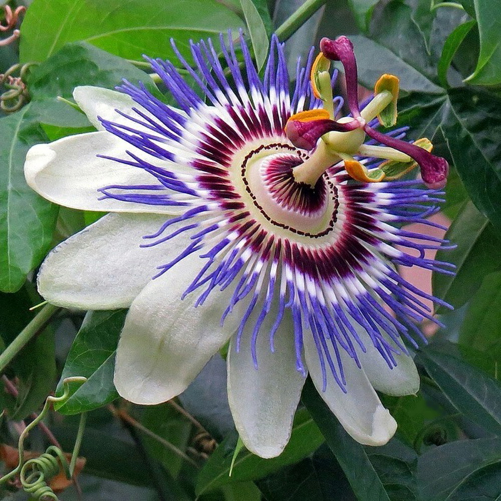 Passion Flower Tea, Water Therapy & Diet Heals Aids Natural Home