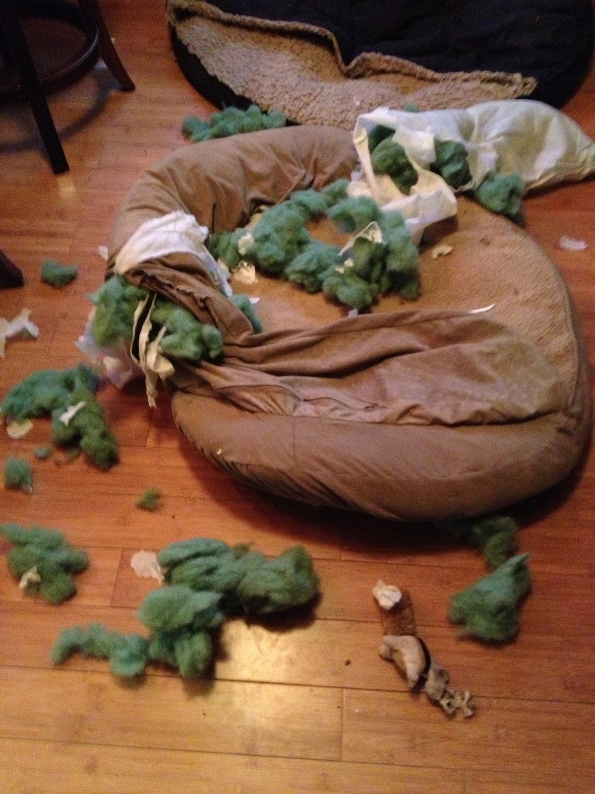 Adventures of a GSP Hunting Dog A Tale of Two Dog Beds and One Ill