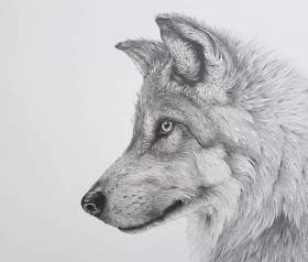 05-Gray-Wolf-Kerry-Jane-Detailed-Black-and-White-Wildlife-Drawings-www-designstack-co
