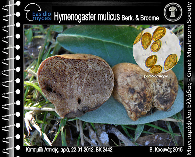 Hymenogaster muticus Berk. & Broome