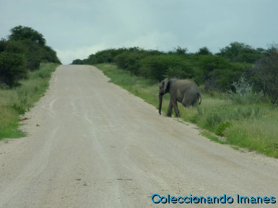 Elefante en Etosha