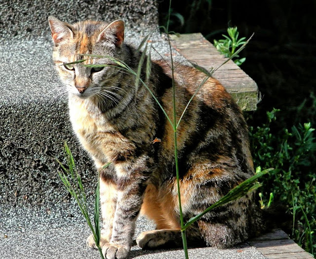 torbie feral cat named Hipstamatic