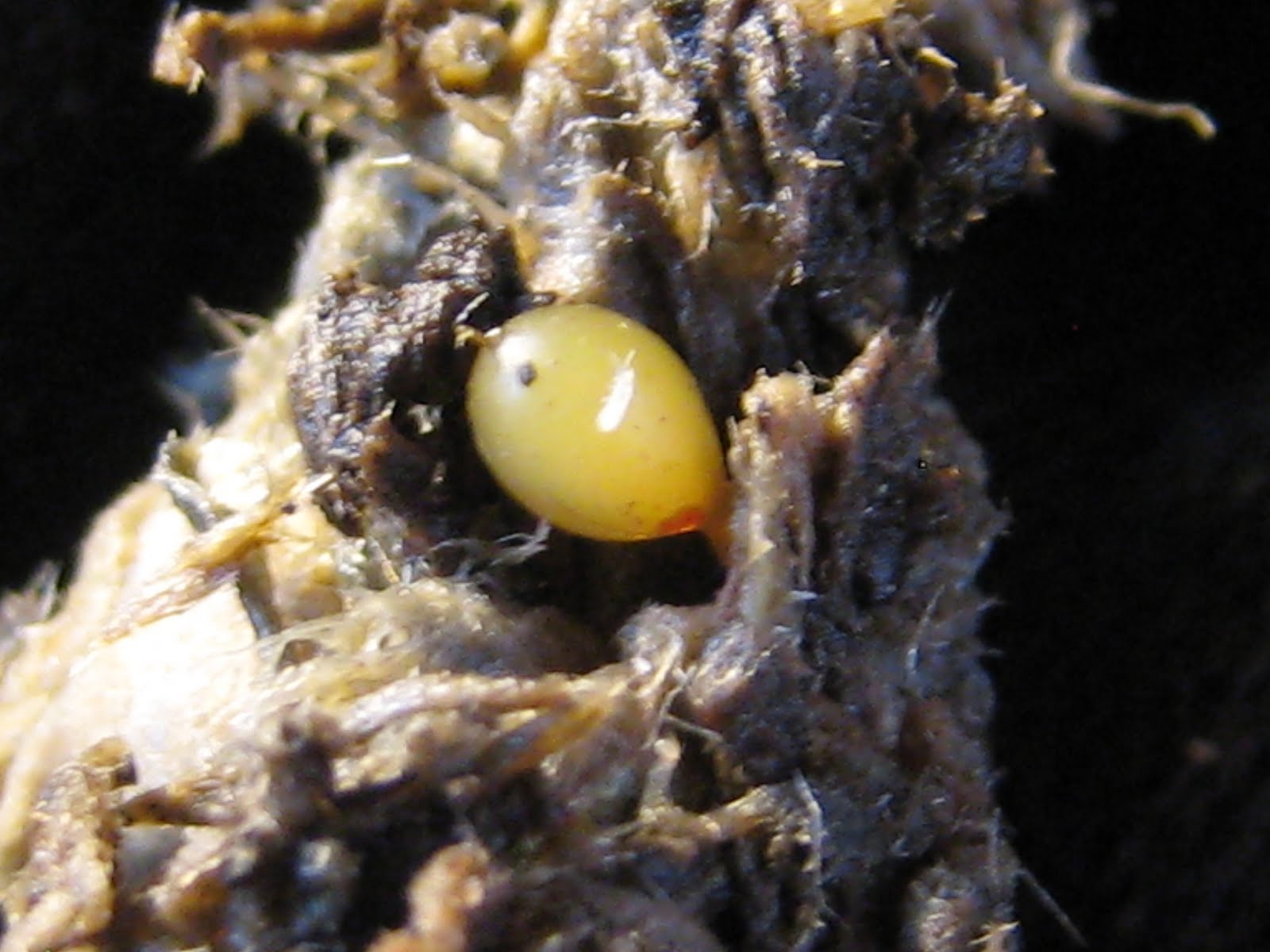 Tiny Happy (Urban) Farm April 2011