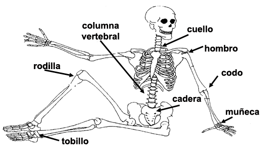 En articulacion humano cuerpo el una que es