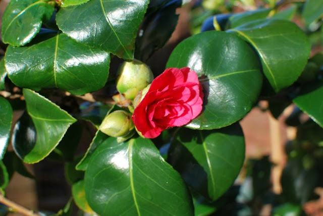 A-Cardiff-Garden-In-December-picture-of-camellia-flower