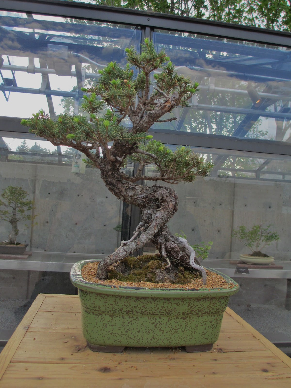 The Land of Melting Shadows The art of Bonsai