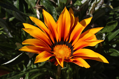 Flower YellowOrange Original