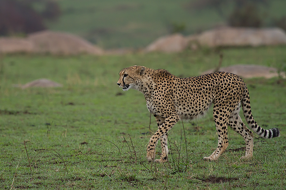 Tonymann Tours&Safaris Our favourite animal of the week The Cheetah