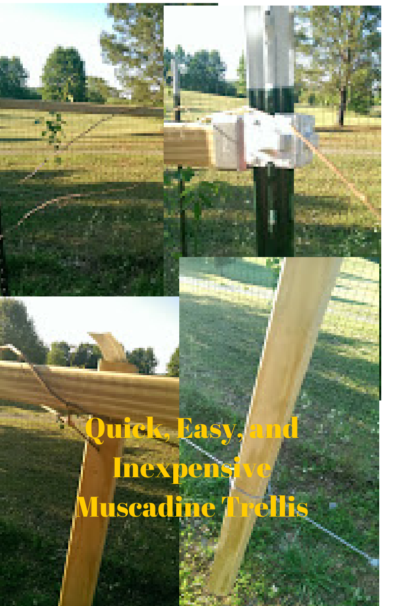 The Rural Economist & Bringing Rural Back Podcast Quick, Easy, and