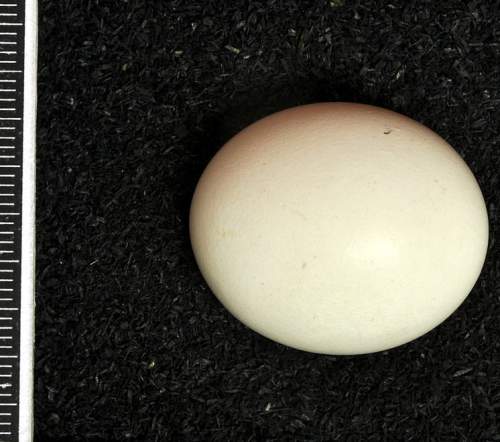Aegolius funereus egg