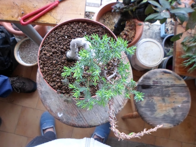 juniperus procumbens nana